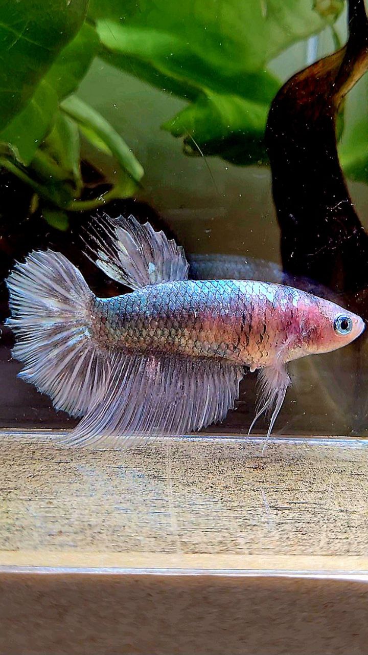 FEMALE HALFMOON COPPER MARBLE BETTA FISH