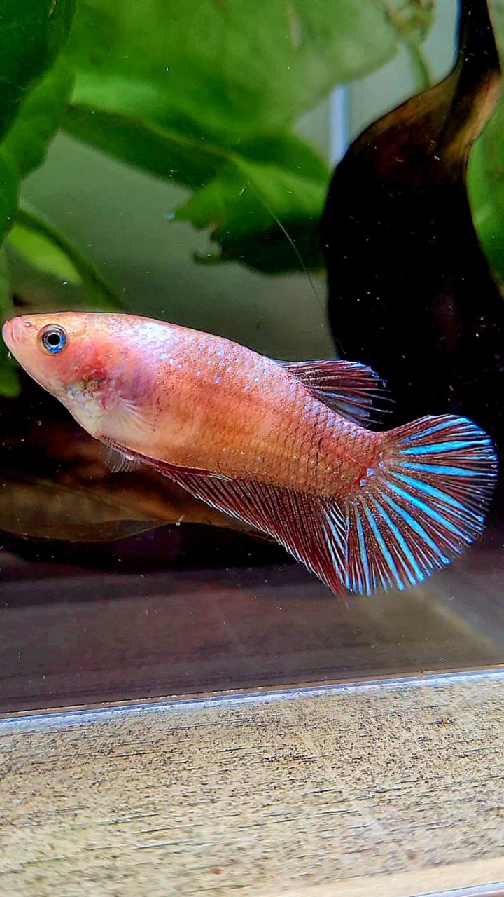 FEMALE PLAKAT RED FANCY BETTA FISH