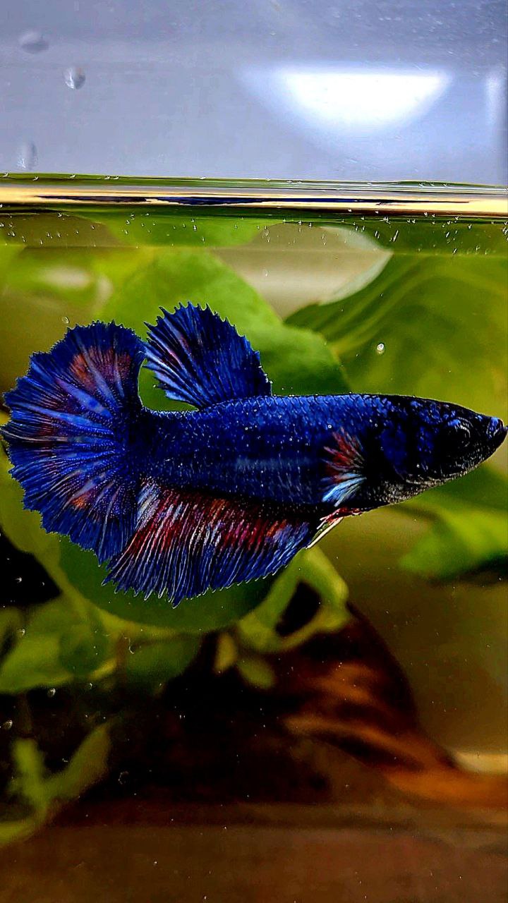 FEMALE HALFMOON ROSETAIL BLUE FANCY BETTA FISH
