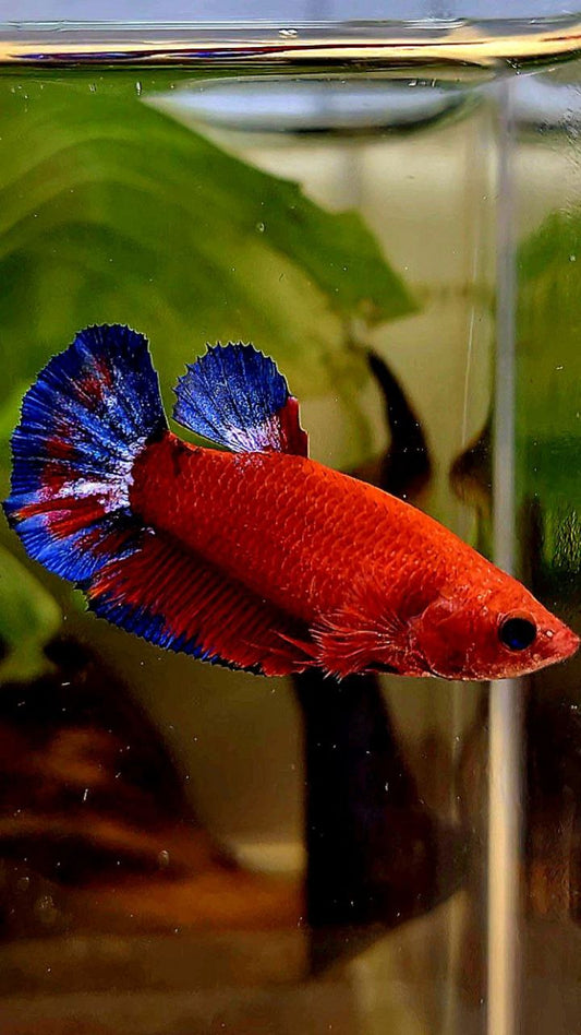 FEMALE PLAKAT RED HELLBOY BETTA FISH