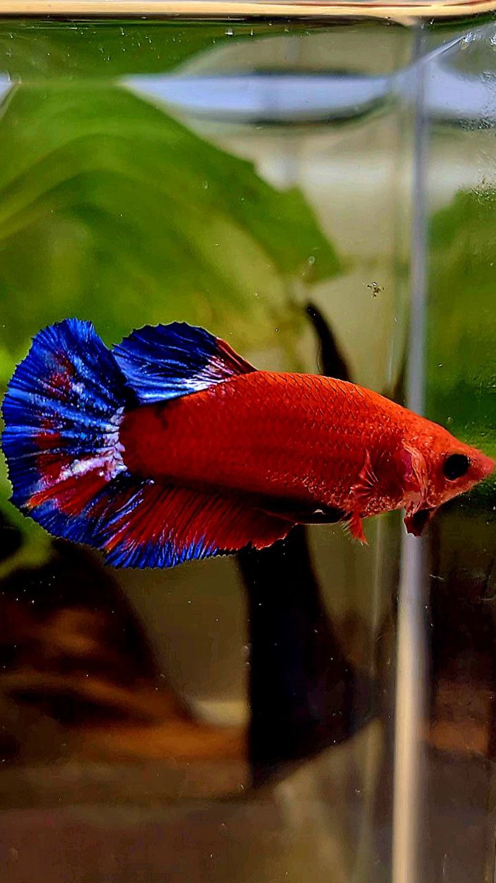 FEMALE PLAKAT RED HELLBOY BETTA FISH