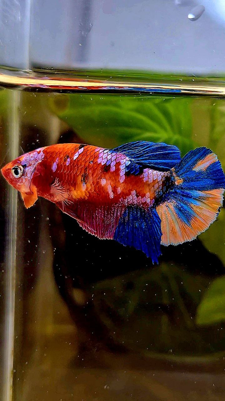 FEMALE PLAKAT GALAXY MULTICOLOR BETTA FISH