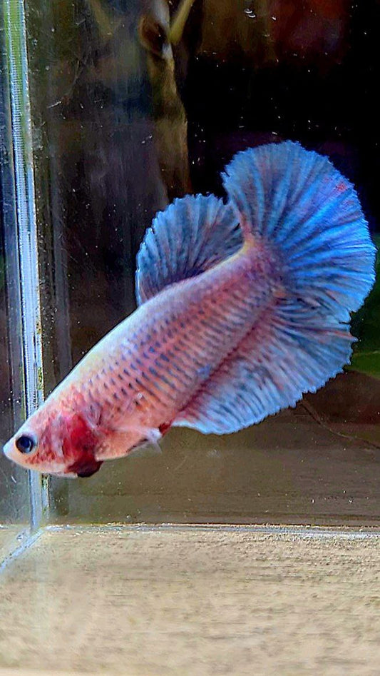 FEMALE HALFMOON BLUE GRIZZLE BETTA FISH