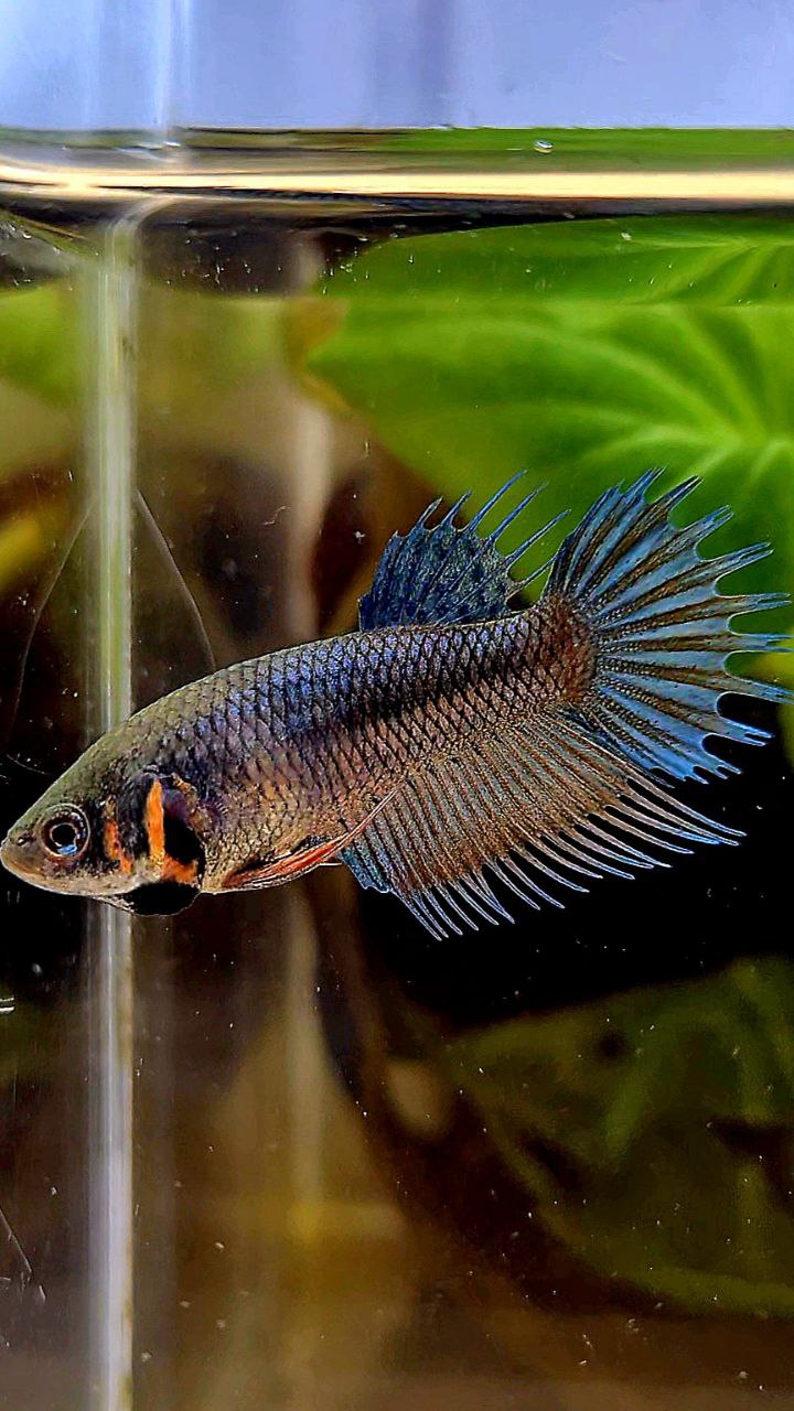 FEMALE KING CROWNTAIL BLUE ORANGE BETTA FISH