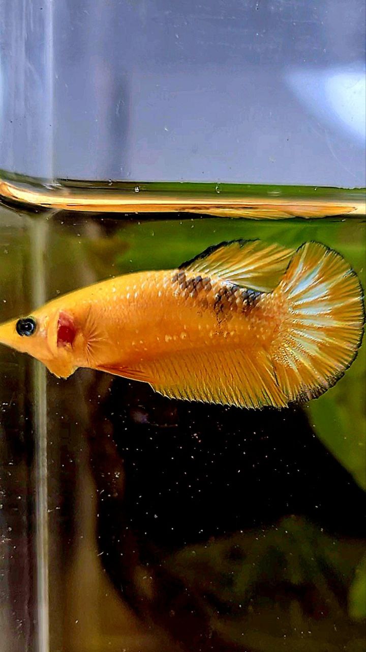 FEMALE PLAKAT YELLOW HELLBOY FCCP BETTA FISH