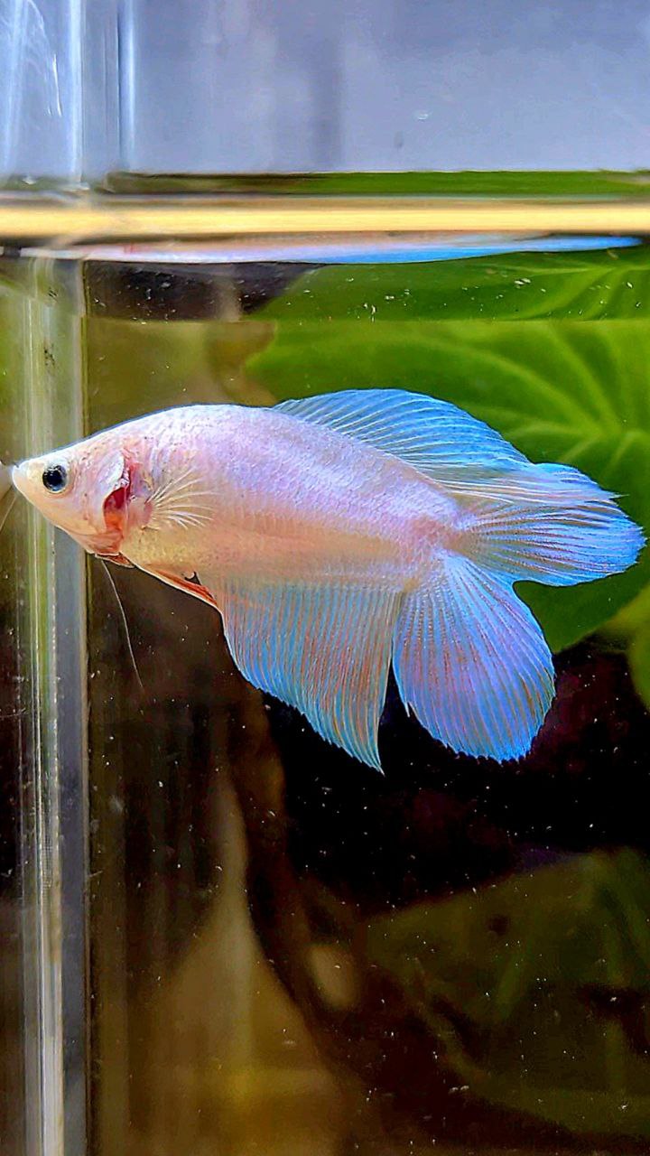 FEMALE VEILTAIL DOUBLE TAIL UNICORN BETTA FISH