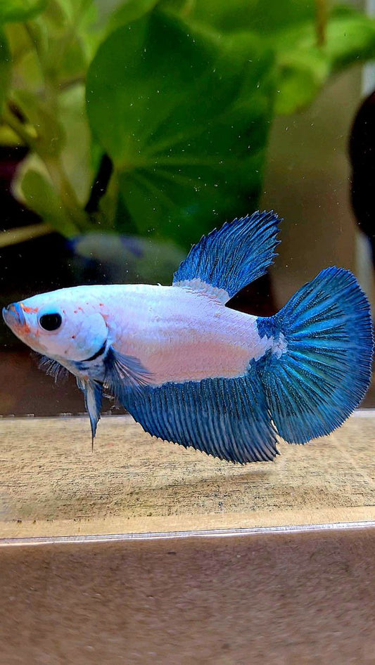 FEMALE HALFMOON BLUE RIM BICOLOR MARBLE BETTA FISH