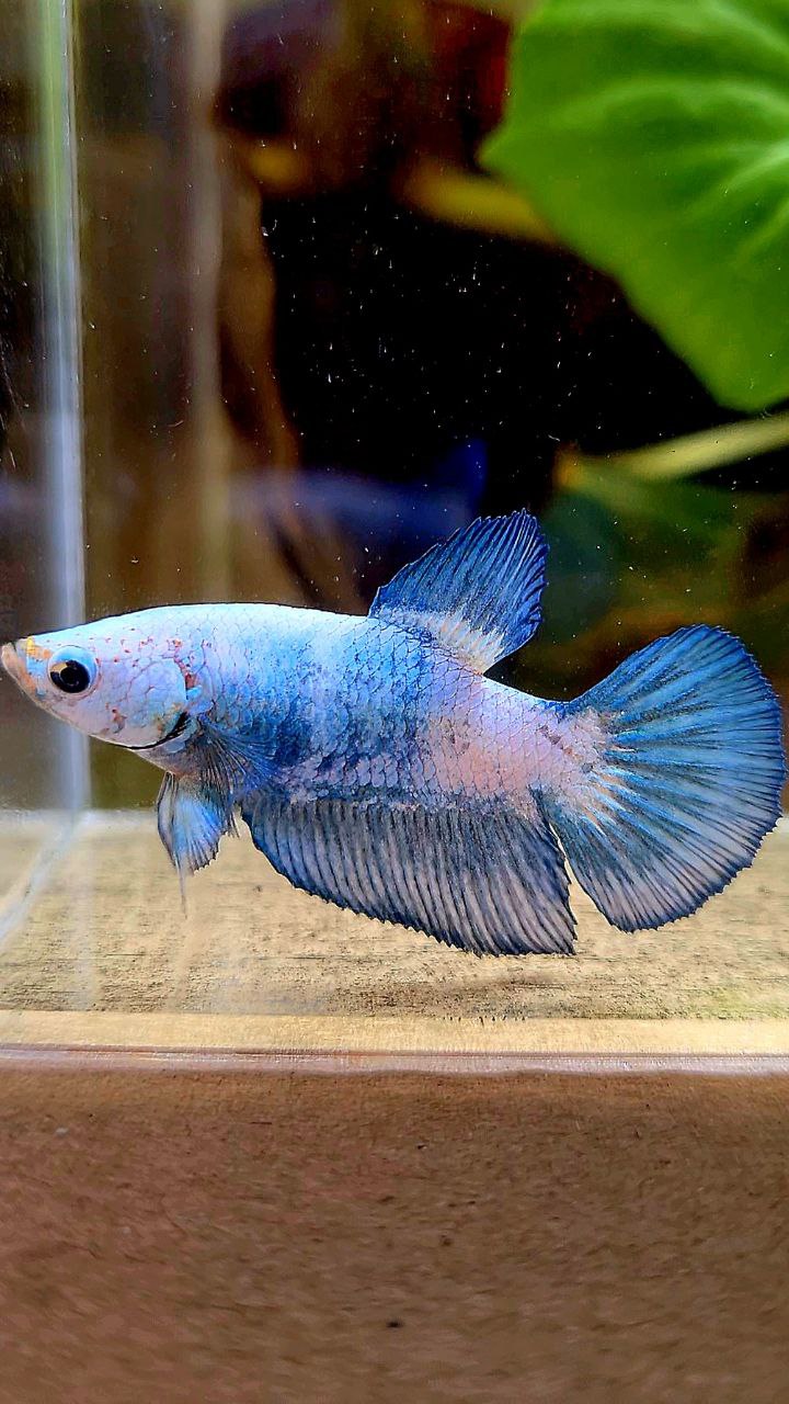 FEMALE HALFMOON BLUE RIM MARBLE PANDA BETTA FISH