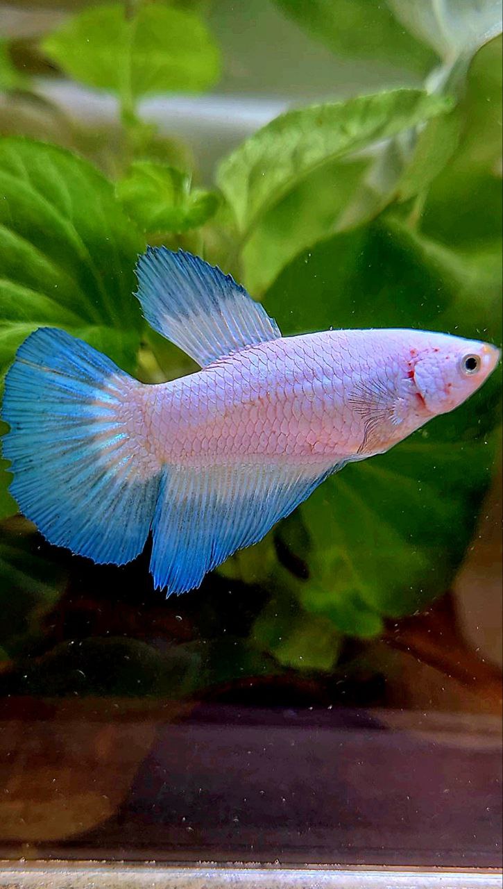 FEMALE HALFMOON BLUE RIM BICOLOR BETTA FISH