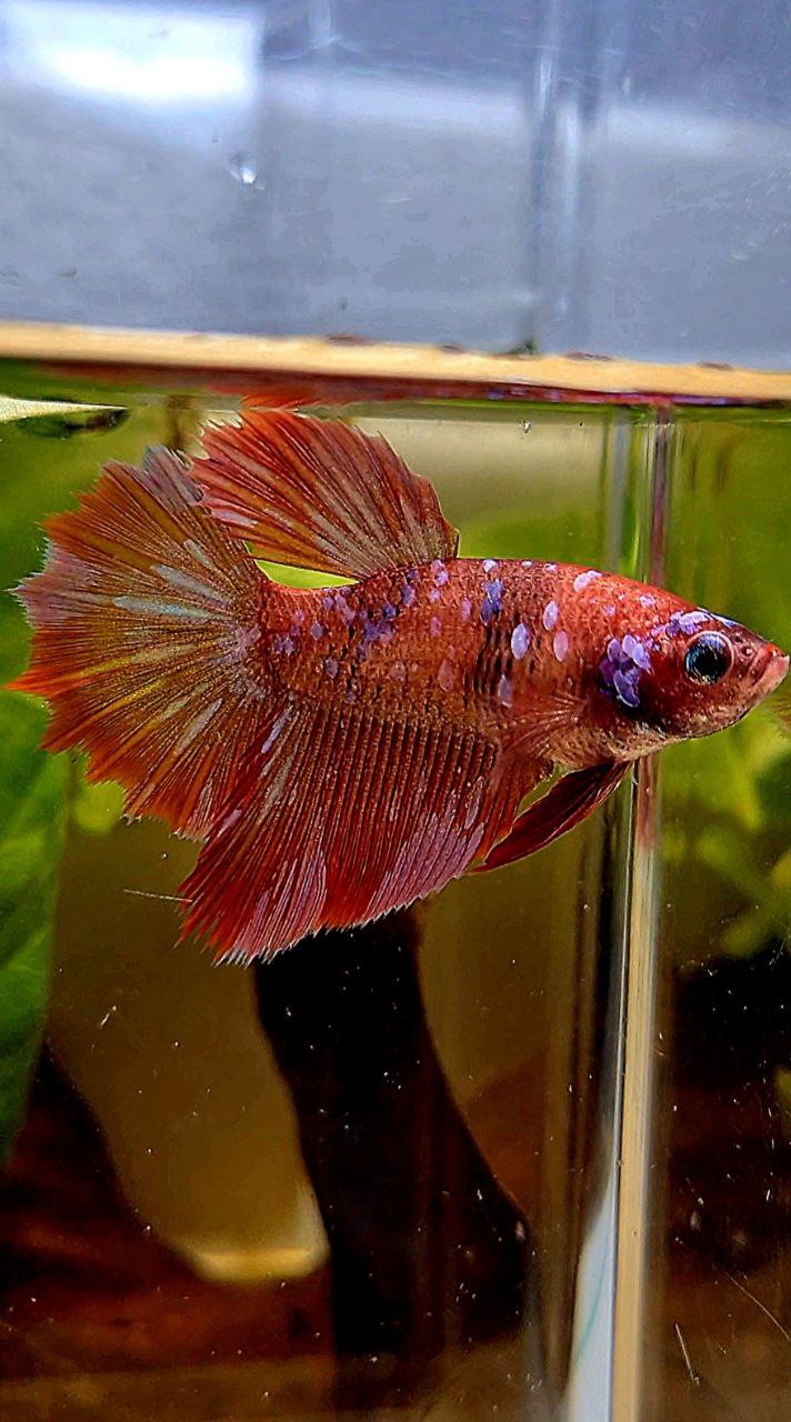 FEMALE HALFMOON ROSETAIL RED PURPLE SUPER GALAXY MULTICOLOR BETTA FISH