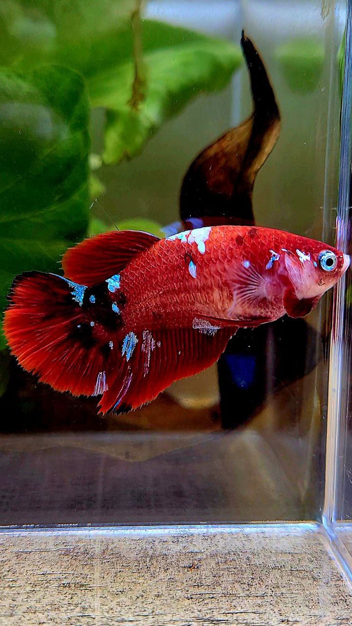 FEMALE HALFMOON RED GALAXY MULTICOLOR BETTA FISH