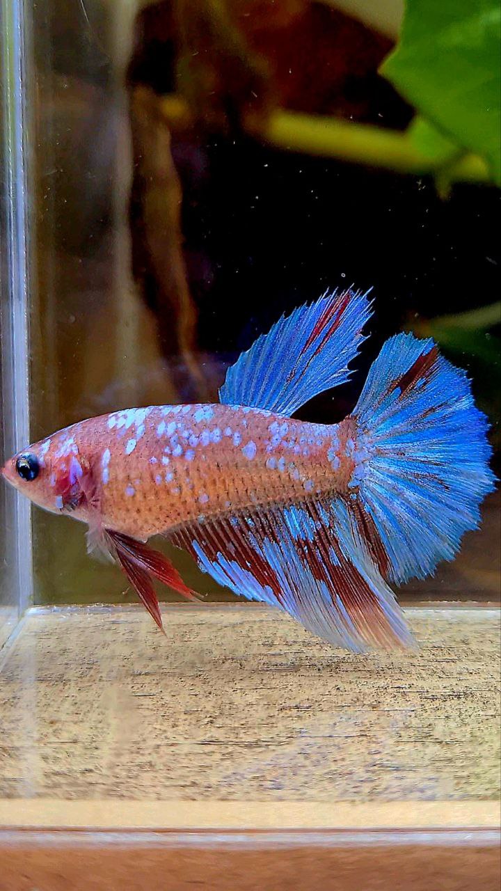 FEMALE HALFMOON SUPER GALAXY RED PURPLE RPG BETTA FISH