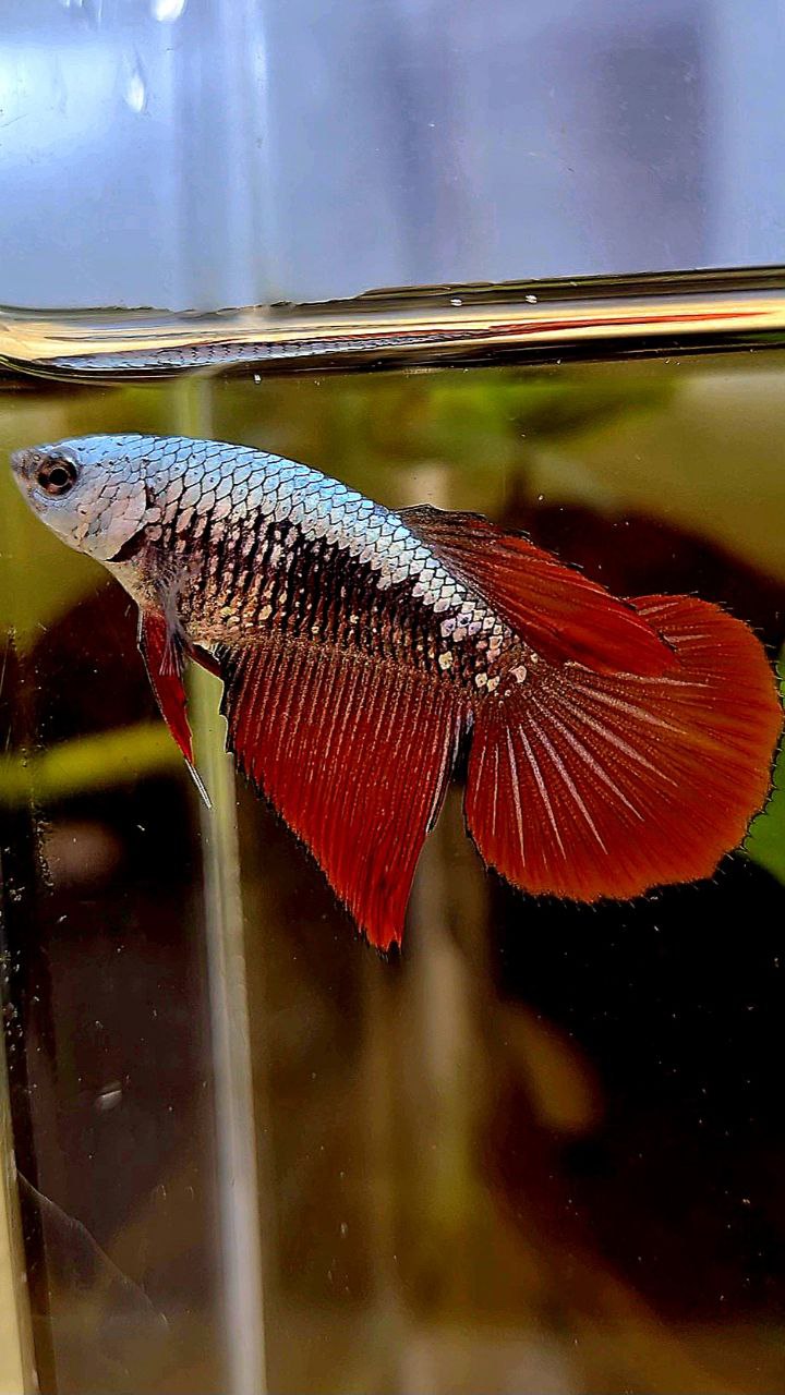 FEMALE HALFMOON RED SAMURAI BETTA FISH