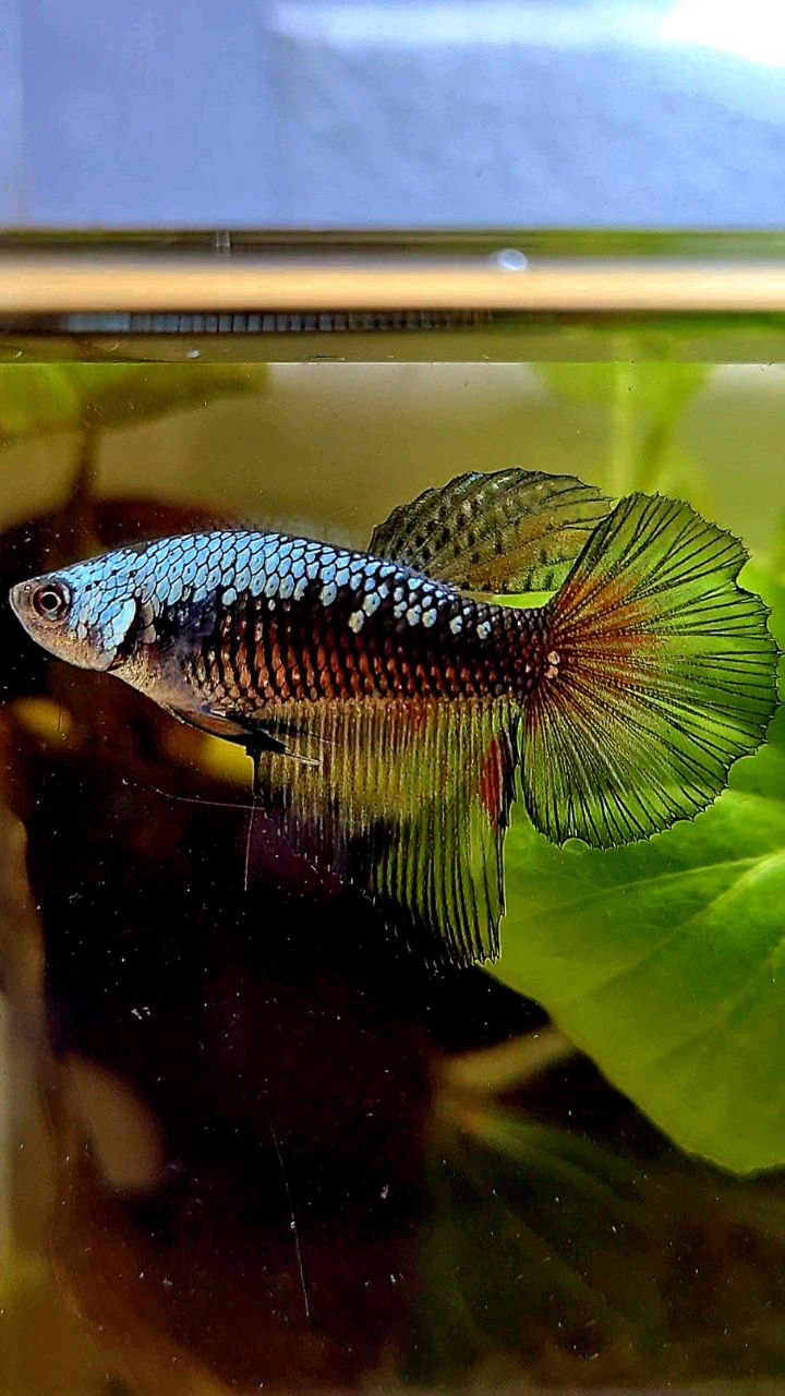 FEMALE HALFMOON BLACK SAMURAI COPPER BETTA FISH