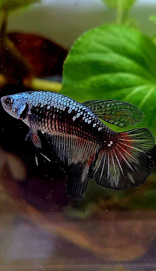 FEMALE HALFMOON BLACK SAMURAI COPPER BETTA FISH