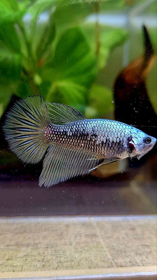 FEMALE HALFMOON YELLOW BLACK SAMURAI COPPER BETTA FISH