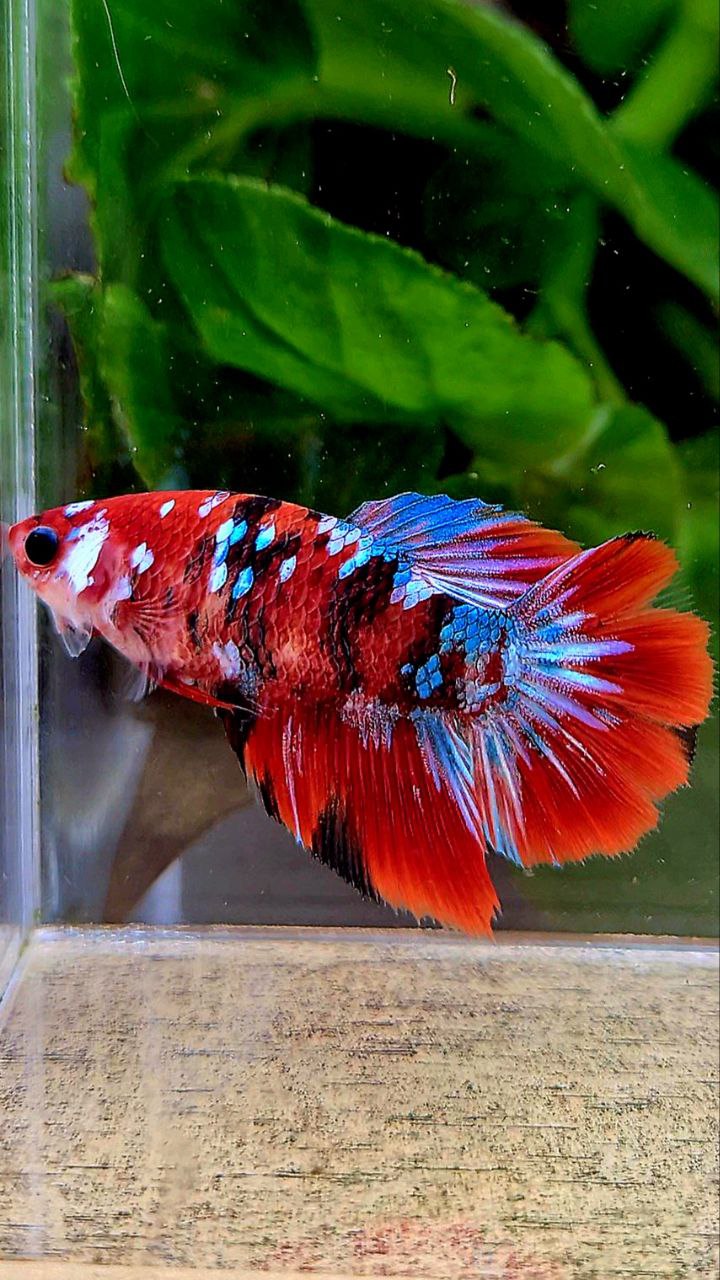 FEMALE HALFMOON RED GALAXY MULTICOLOR BETTA FISH