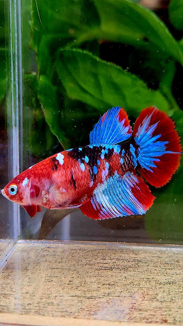 FEMALE HALFMOON BARONGSAI RED GALAXY MULTICOLOR BETTA FISH