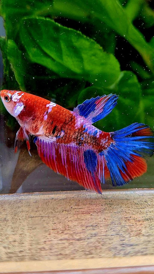 FEMALE HALFMOON RED PURPLE GALAXY MULTICOLOR BETTA FISH