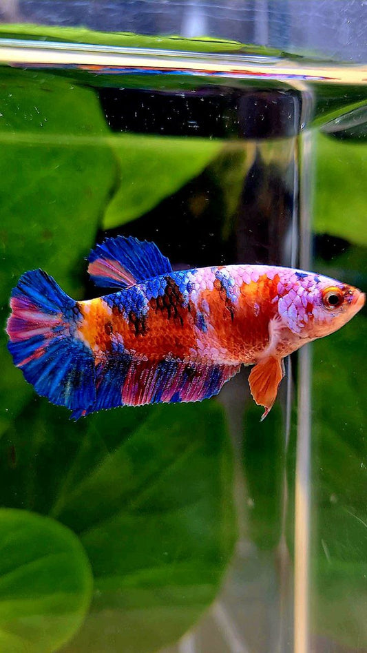 FEMALE PLAKAT ORANGE GALAXY MULTICOLOR BETTA FISH