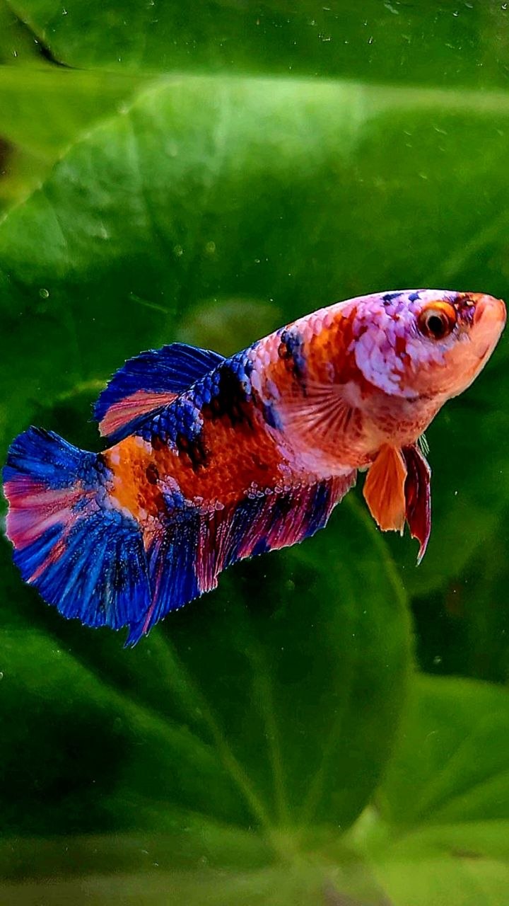 FEMALE PLAKAT ORANGE GALAXY MULTICOLOR BETTA FISH