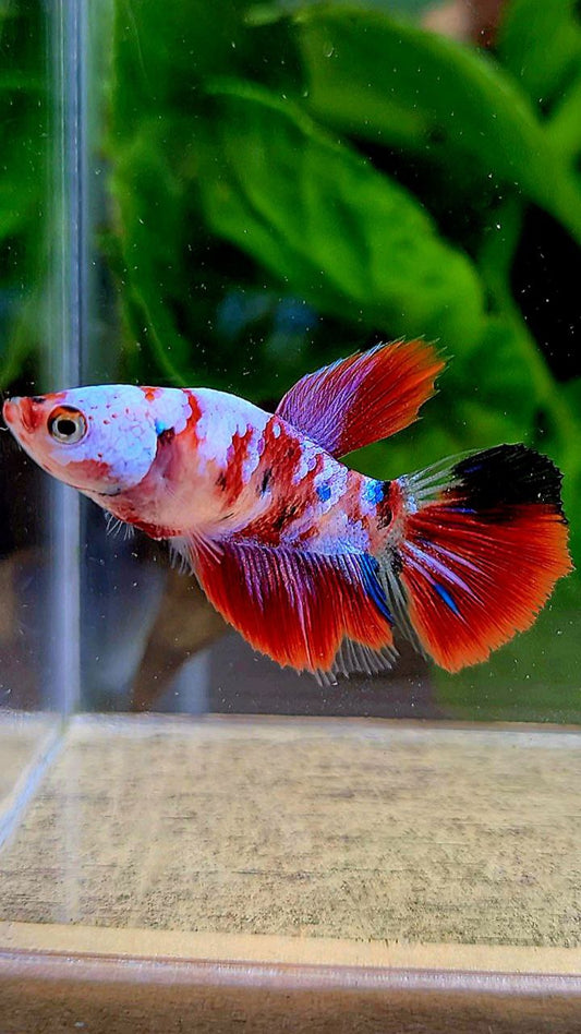 FEMALE HALFMOON RED GALAXY MULTICOLOR BETTA FISH