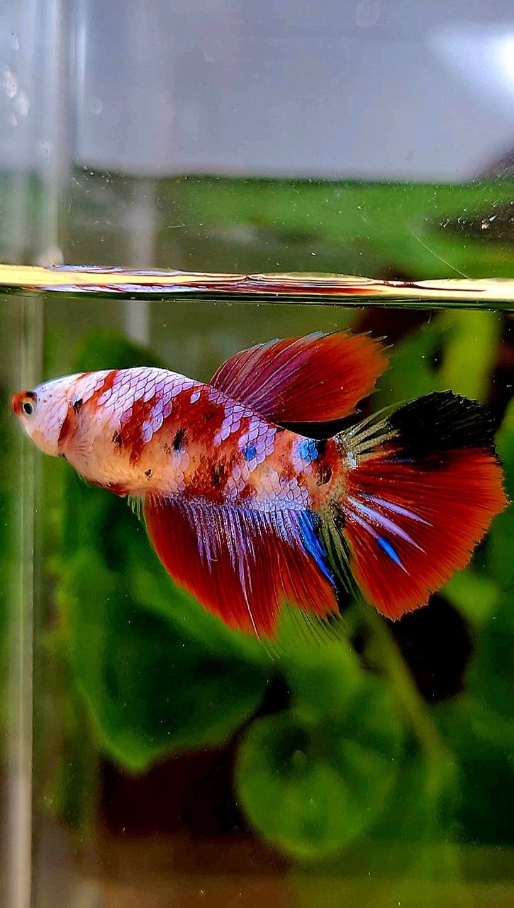 FEMALE HALFMOON RED GALAXY MULTICOLOR BETTA FISH
