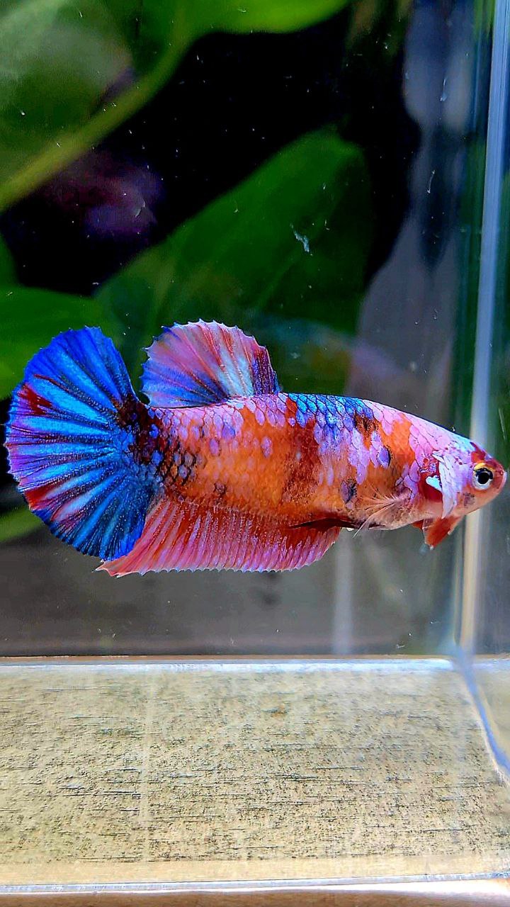 FEMALE PLAKAT GALAXY MULTICOLOR BETTA FISH