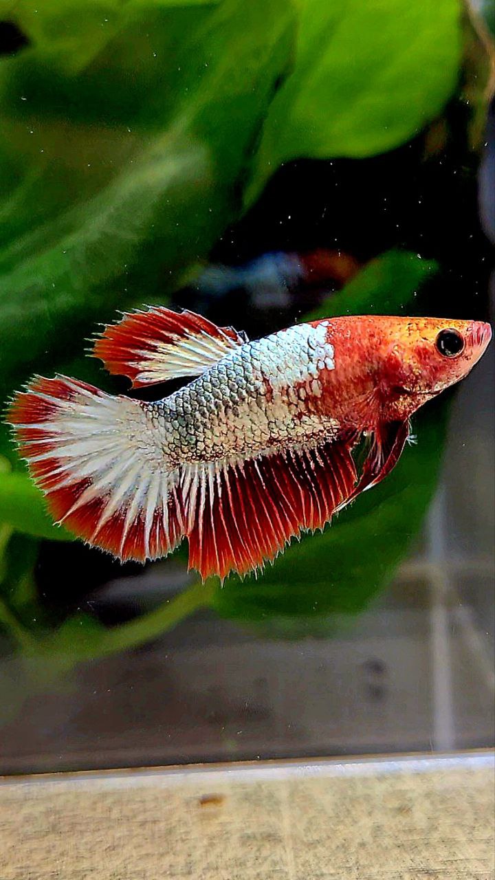 FEMALE HALFMOON ROSETAIL RED FCCP COPPER BETTA FISH