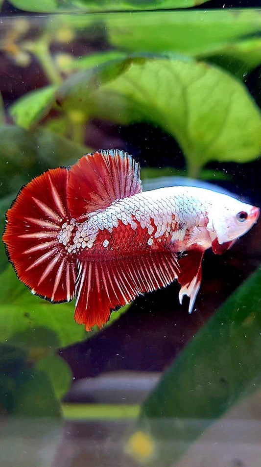 PLAKAT RED SAMURAI SNOW MAMBA BETTA FISH
