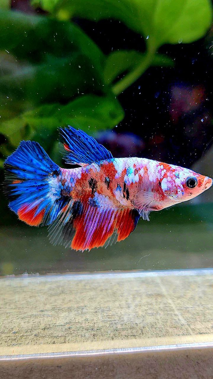 FEMALE HALFMOON KOI GALAXY MULTICOLOR BETTA FISH