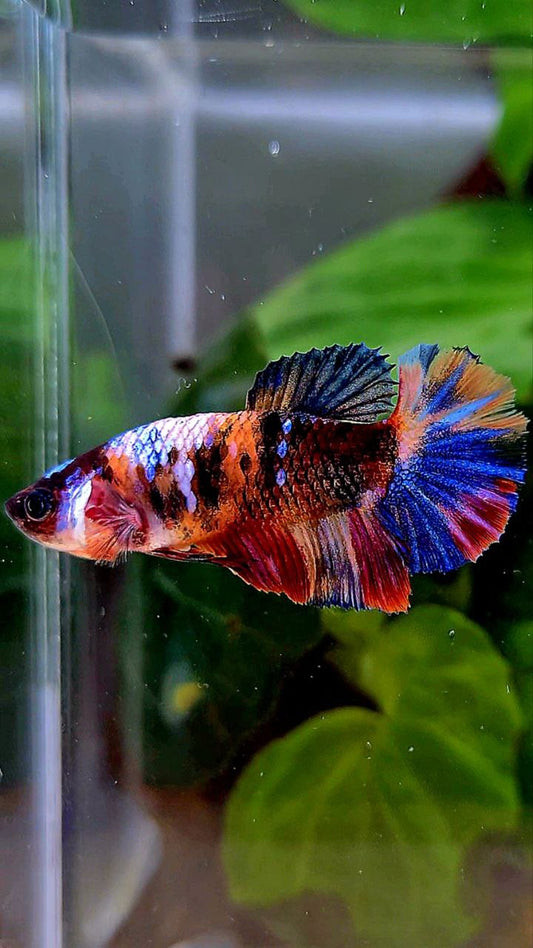 FEMALE PLAKAT GALAXY MULTICOLOR BETTA FISH
