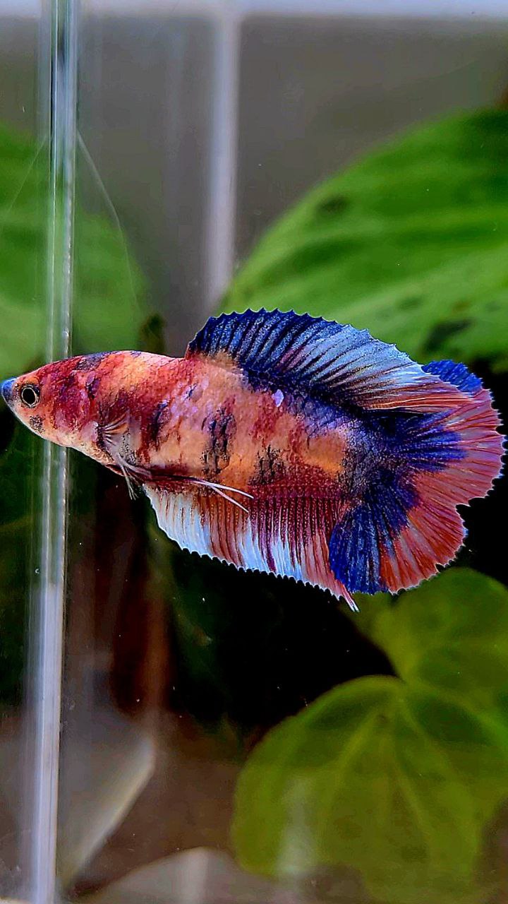 FEMALE PLAKAT DOUBLE TAIL PURPLE CANDY MULTICOLOR BETTA FISH