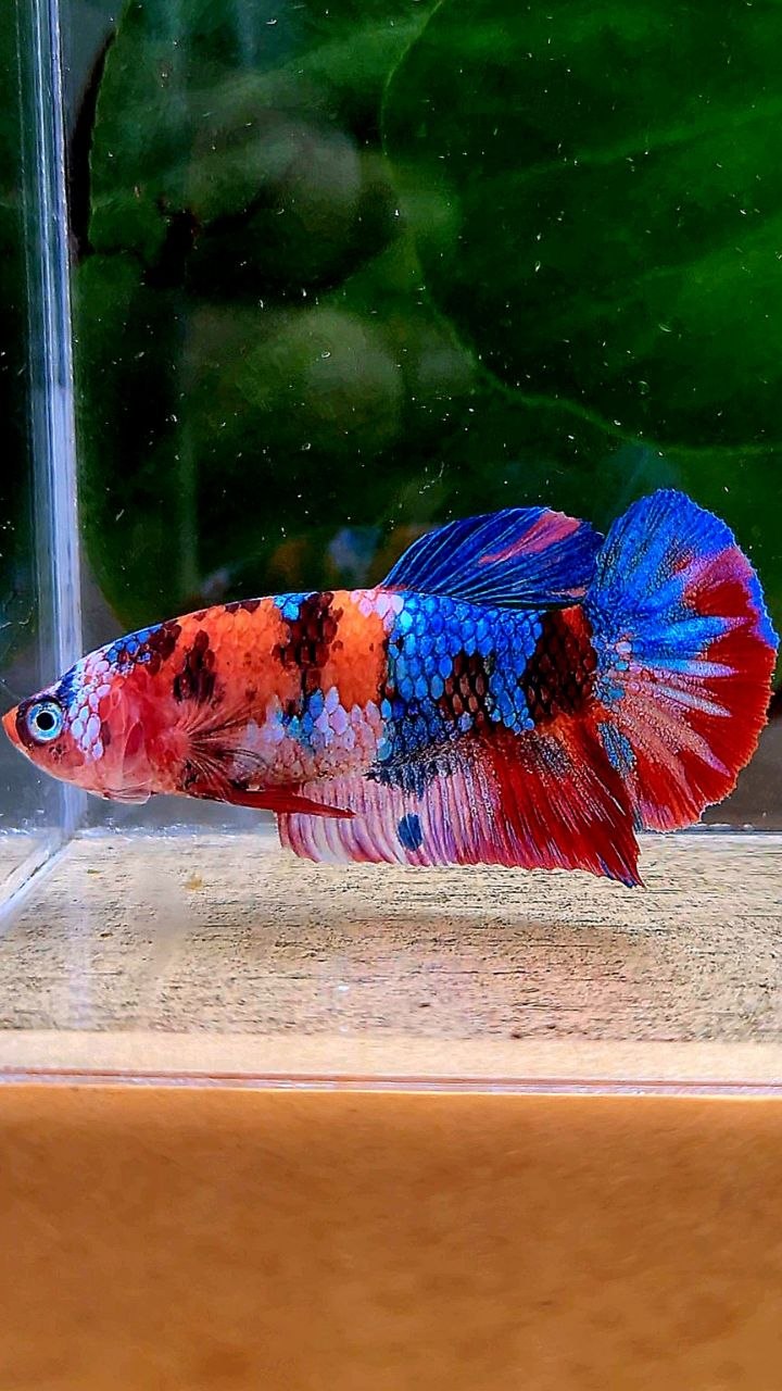 FEMALE PLAKAT GALAXY WHITE MULTICOLOR BETTA FISH