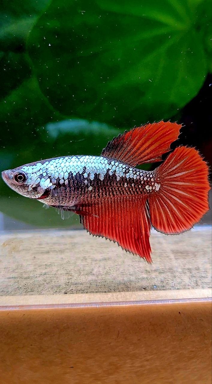 FEMALE HALFMOON RED SAMURAI COPPER BETTA FISH