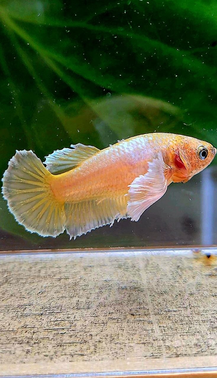 FEMALE PLAKAT SUPER DUMBO EAE GOLD BETTA FISH