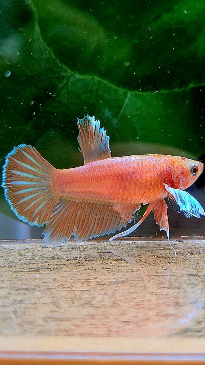 FEMALE HALFMOON DUMBO EAR ORANGE PINEAPPLE BETTA FISH