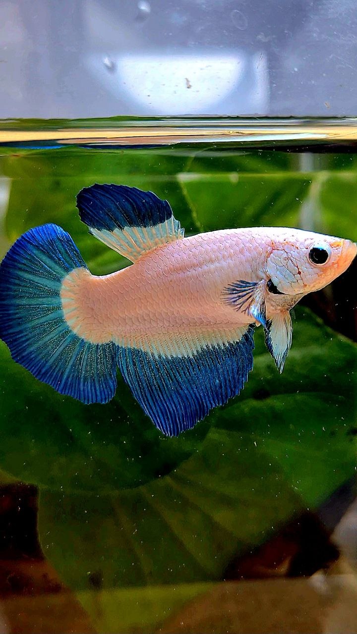 FEMALE HALFMOON BLUE RIM BUTTERFLY BETTA FISH