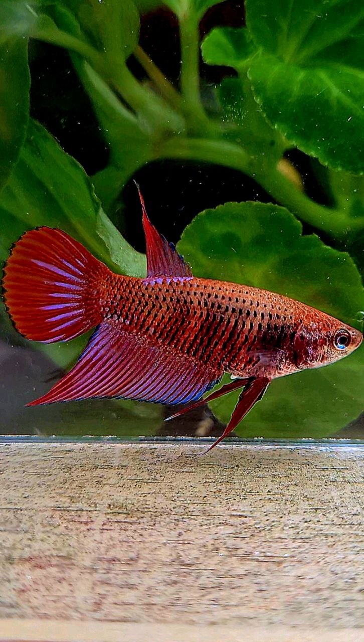 FEMALE VEILTAIL INUYASHA RED PURPLE GALAXY RPG BETTA FISH