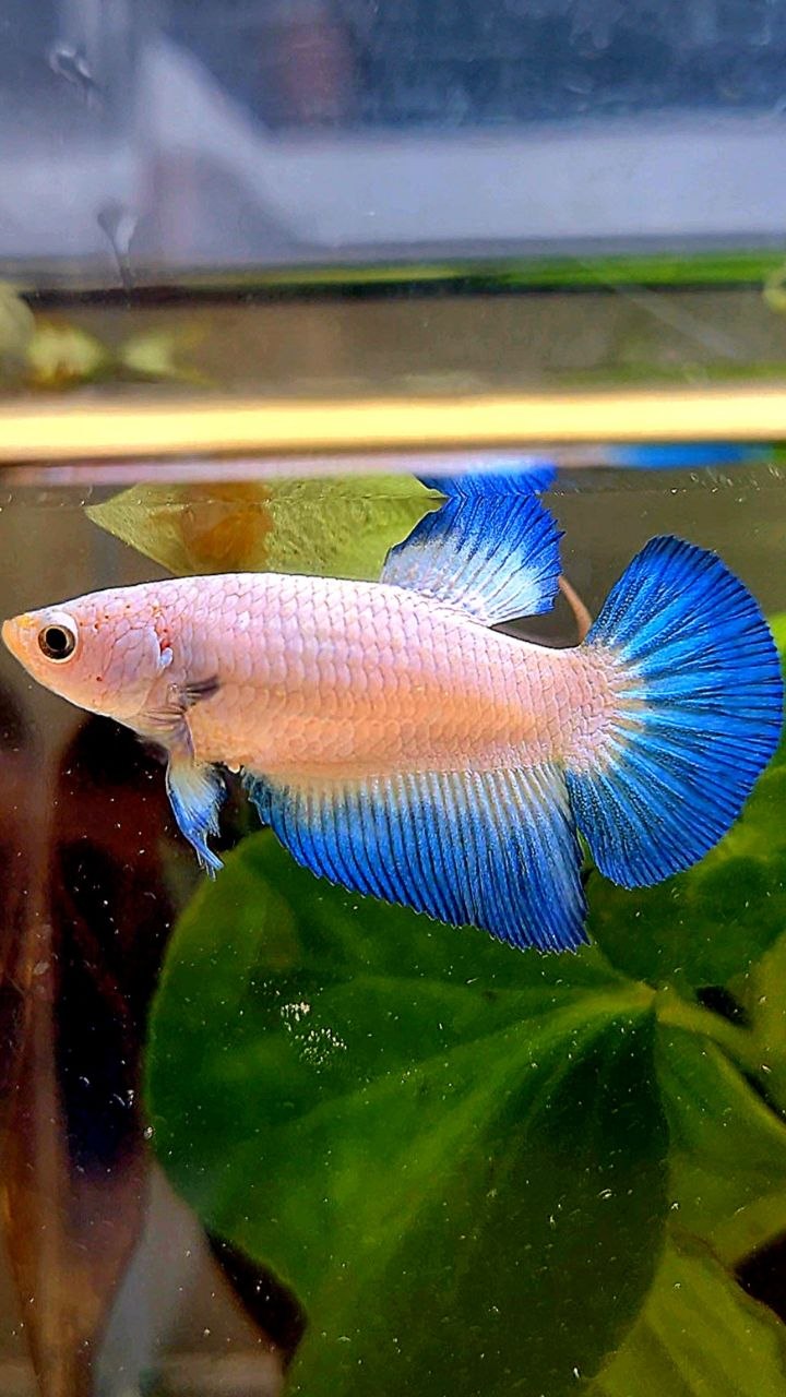 FEMALE HALFMOON BLUE RIM BETTA FISH