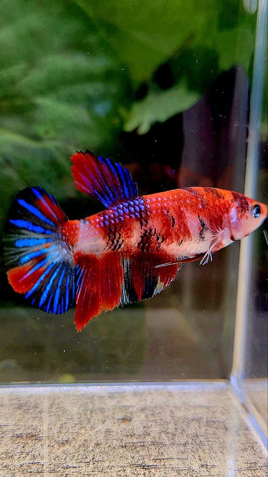 FEMALE PLAKAT METTALIC RED MULTICOLOR BETTA FISH