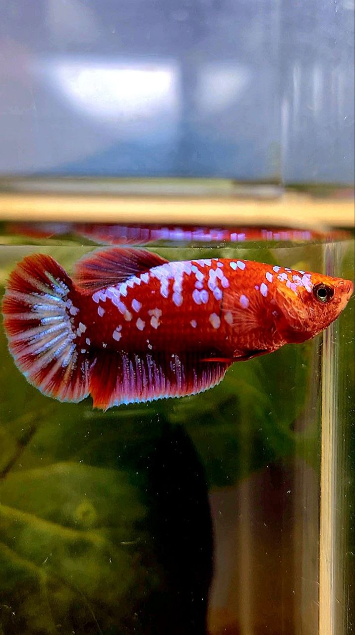 FEMALE PLAKAT SUPER GALAXY RED PURPLE RPG BETTA FISH