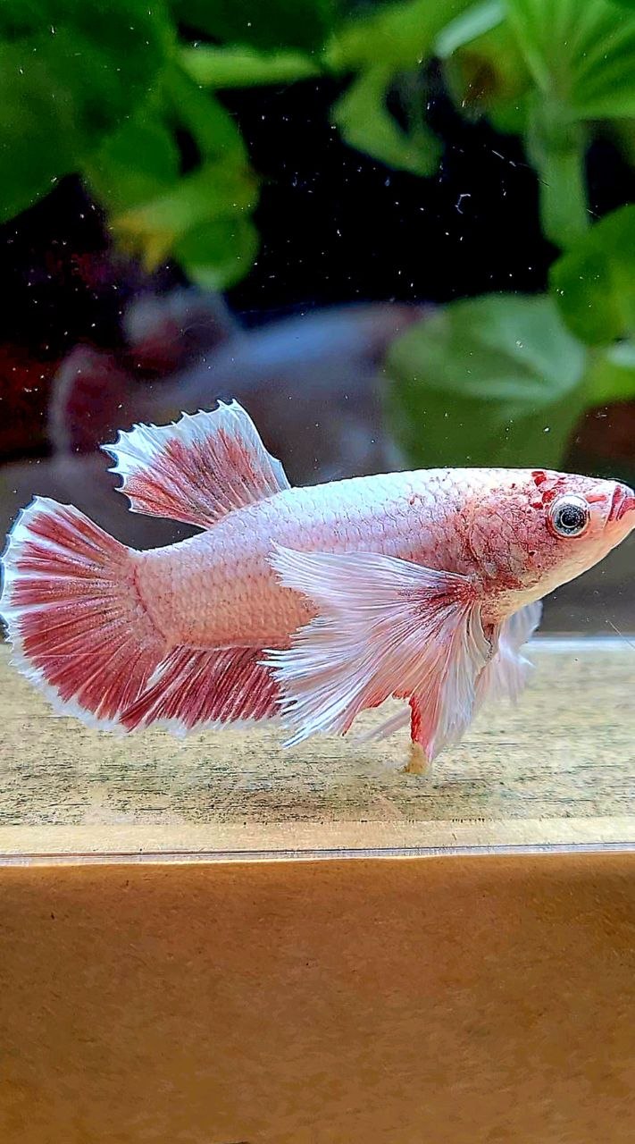 FEMALE PLAKAT SUPER DUMBO EAR LAVENDER BETTA FISH