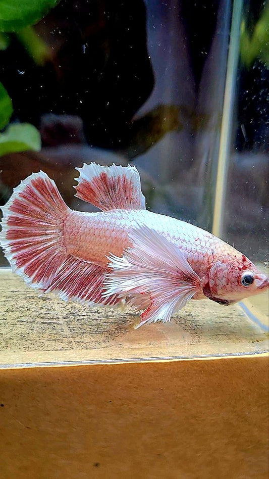 FEMALE PLAKAT SUPER DUMBO EAR LAVENDER BETTA FISH