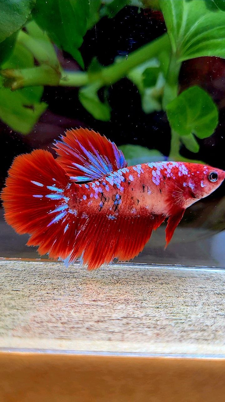 FEMALE HALFMOON RED GALAXY MULTICOLOR BETTA FISH
