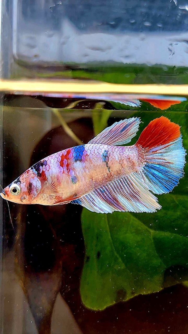 FEMALE HALFMOON WHITE CANDY MULTICOLOR BETTA FISH
