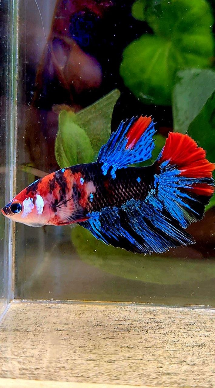 FEMALE HALFMOON BLACK GALAXY RED MULTICOLOR BETTA FISH