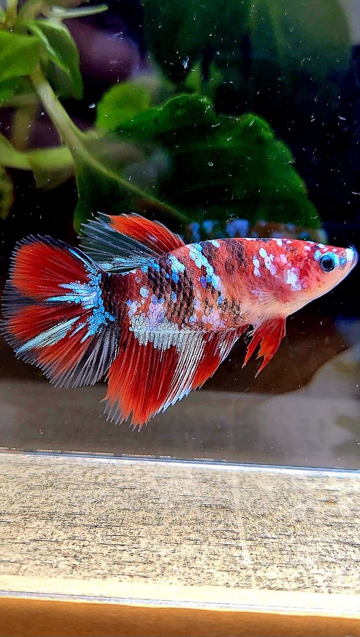 FEMALE HALFMOON RED GALAXY MULTICOLOR BETTA FISH