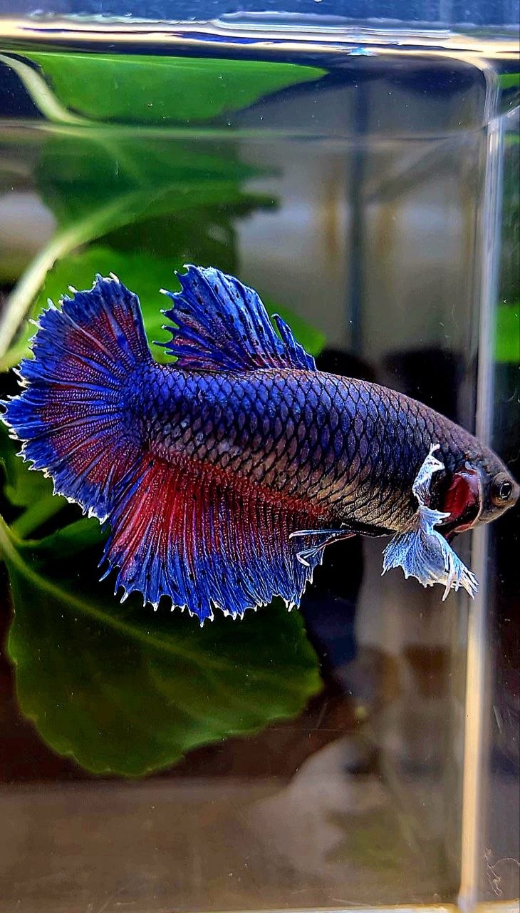 FEMALE HALFMOON SUPER DUMBO COLORED EAR BLUE PURPLE BETTA FISH