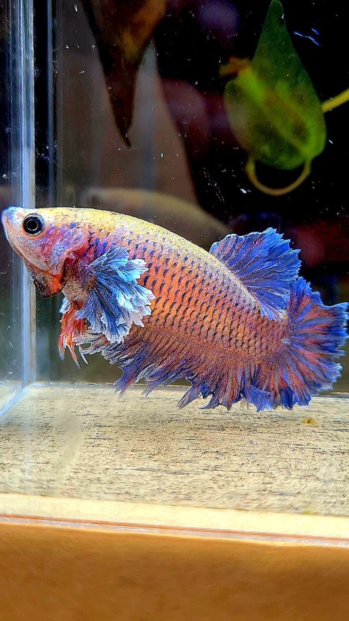 FEMALE HALFMOON KING FEATHER TAIL DUMBO EAR PURPLE ORANGE BETTA FISH